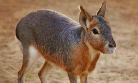 小众送妈妈的花有哪些花