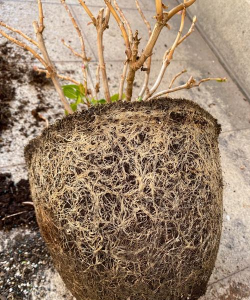 小众送妈妈的花有哪些花