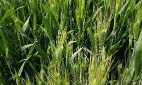 小众送妈妈的花有哪些花