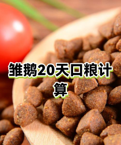 雏鹅不吃食怎么办