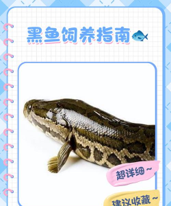 黑鱼怎么养