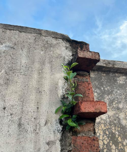 小众送妈妈的花有哪些花