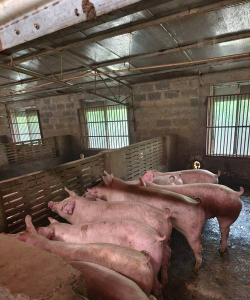 小众送妈妈的花有哪些花