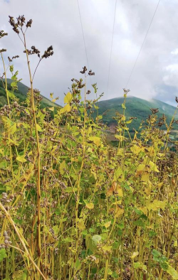 小众送妈妈的花有哪些花