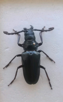 小众送妈妈的花有哪些花