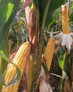 小众送妈妈的花有哪些花