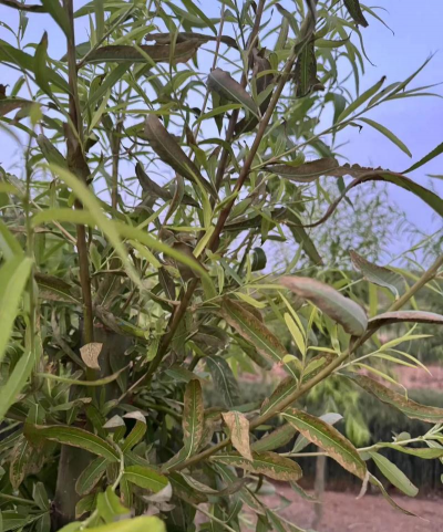 小众送妈妈的花有哪些花