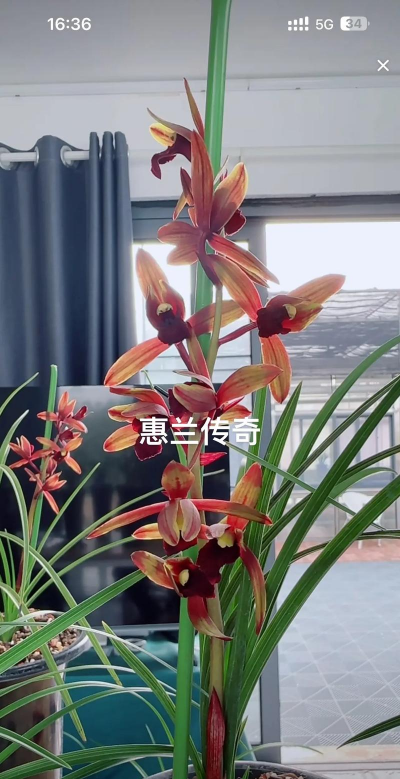 小众送妈妈的花有哪些花