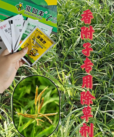 香附子用什么除草剂能根除