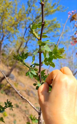 摘了花椒芽后影响长花椒吗