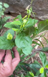 小众送妈妈的花有哪些花