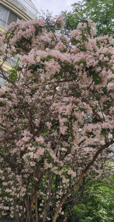 小众送妈妈的花有哪些花