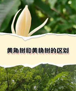 黄角树还是黄桷树