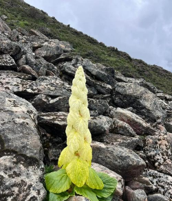 小众送妈妈的花有哪些花