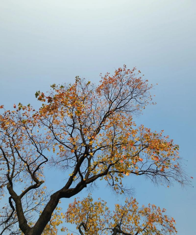 乌柏和乌桕一样吗