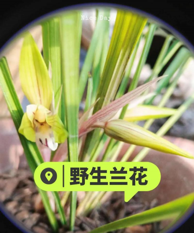 小众送妈妈的花有哪些花