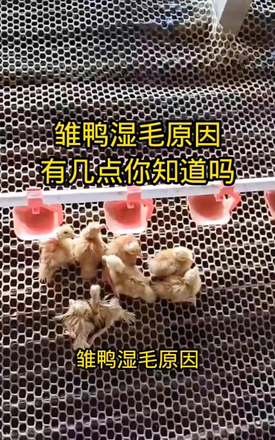 鸭子上面的小细毛怎么去掉