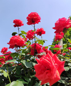 小众送妈妈的花有哪些花