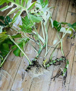 小众送妈妈的花有哪些花