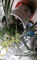 小众送妈妈的花有哪些花