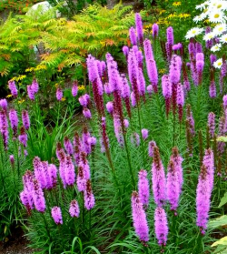 小众送妈妈的花有哪些花