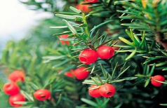 小众送妈妈的花有哪些花