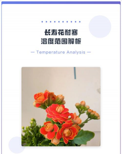 小众送妈妈的花有哪些花