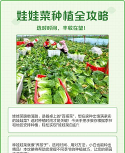 娃娃菜怎么种植和管理