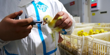 小众送妈妈的花有哪些花