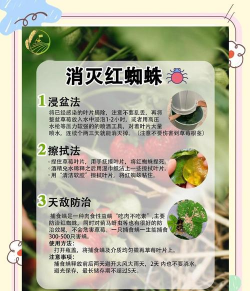 如何防治红蜘蛛