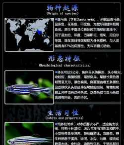 斑马鱼的寿命有多长