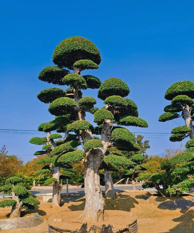 适合北方庭院种植的景观树