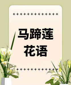 马蹄莲花语