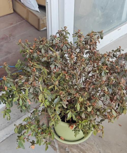 小众送妈妈的花有哪些花