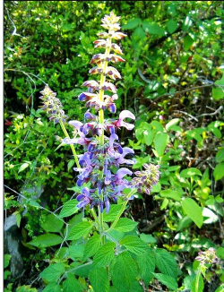 丹参植物的花冠为