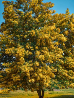 小众送妈妈的花有哪些花