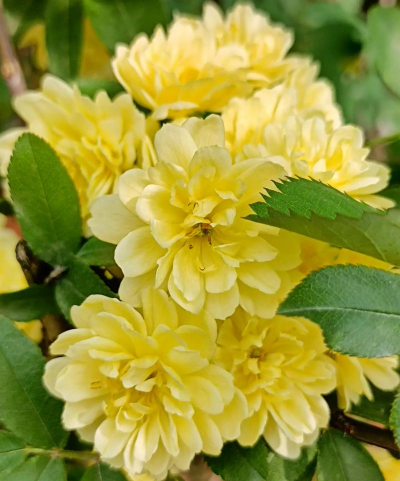 小众送妈妈的花有哪些花