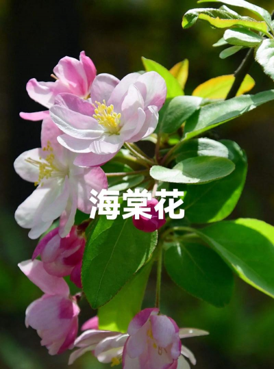 小众送妈妈的花有哪些花