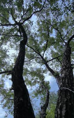 青海省的省树是什么