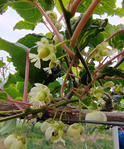 软枣猕猴桃怎么种植