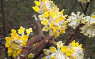 小众送妈妈的花有哪些花