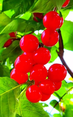 春天有哪些红色的东西