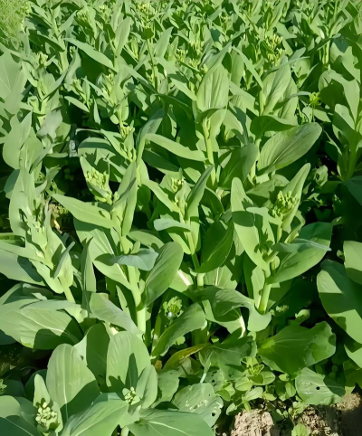 小众送妈妈的花有哪些花