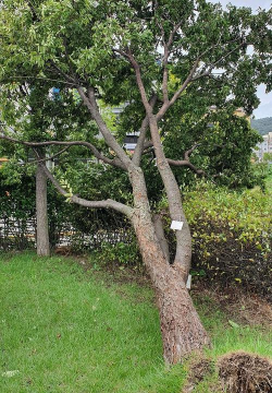 小众送妈妈的花有哪些花