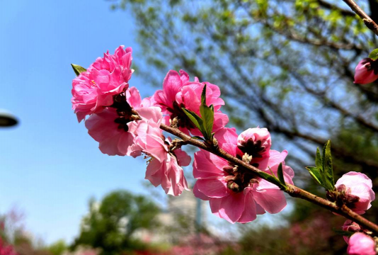 小众送妈妈的花有哪些花