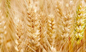 小众送妈妈的花有哪些花