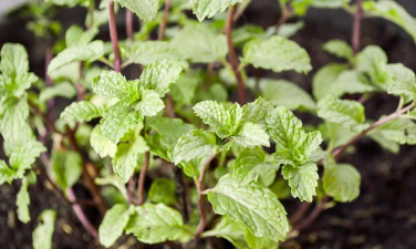 小众送妈妈的花有哪些花