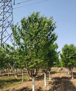 亚乔木有哪些树种