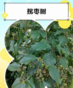 小众送妈妈的花有哪些花