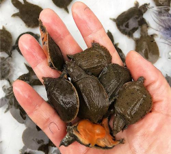 小众送妈妈的花有哪些花